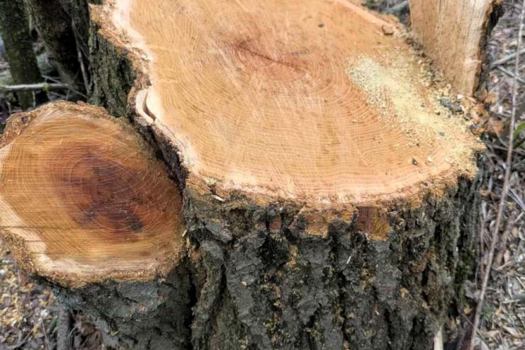 Незаконна рубка дерев у Саратській громаді: екологи та поліція зафіксували порушення у лісосмузі